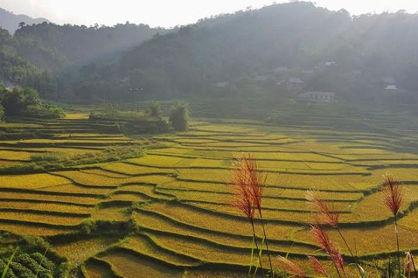 Pù Luông mùa lúa chín