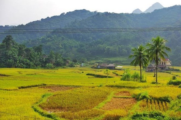 Cảnh Pù Luông trong mùa gặt