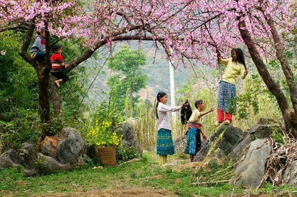 Thung lũng hoa tại Mai Châu