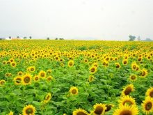 Lễ hội Hoa hướng dương