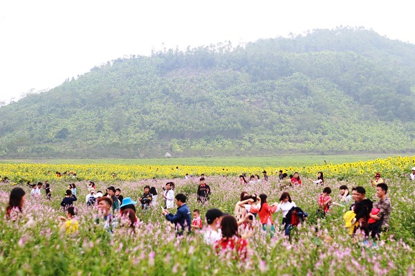 Du khách tới chiêm ngưỡng cánh đồng hoa hướng dương Nghệ An