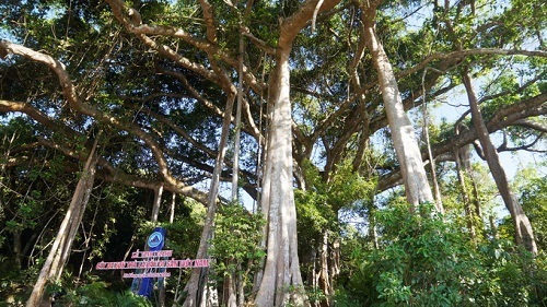 Cây đa đại thụ nghìn năm tuổi Sơn Trà, Đà Nẵng
