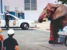 Ánh mắt ám ảnh của chú voi khi bất lực trước con người