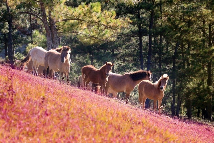 Bạn có thể thư giãn bằng cách tản bộ ngắm cảnh, đi dạo cùng lũ ngựa trên đồi cỏ hồng