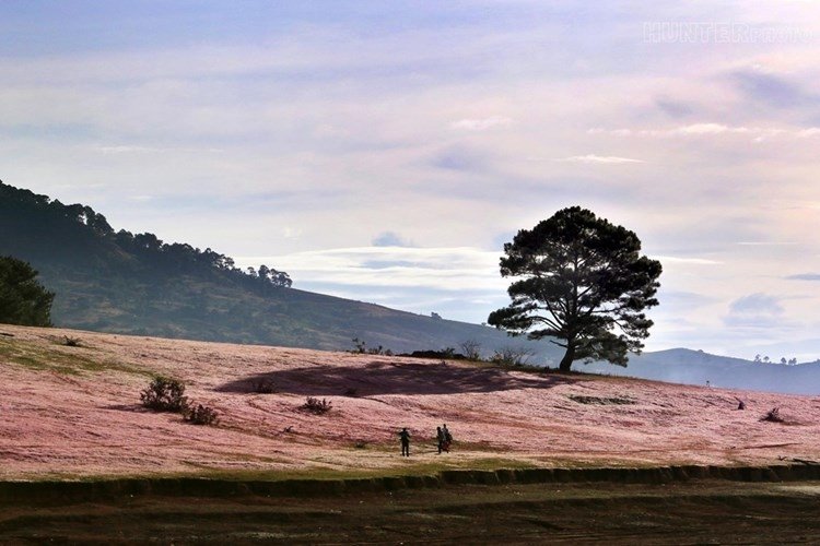 Dưới tán lá phong, cỏ hồng rợp bóng càng làm nổi bật lên phong cảnh nên thơ, trữ tình.