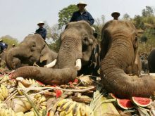 Voi quật chết quản tượng ở Thái Lan