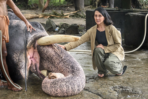 Liz Jone chụp ảnh bên một con voi trong khu huấn luyện ở Ấn Độ. Ảnh: Nyooztrend.