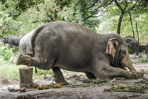 Phần lớn cuộc đời mình, những con voi bị xích phải đứng yên một chỗ. Ảnh: Nyooztrend.
