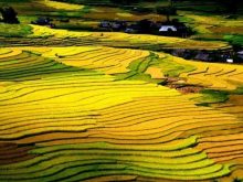 Sapa vào mùa lúa chín