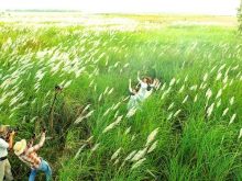 Bãi lau ven sông Lam