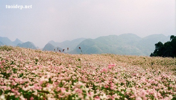 Các điểm ngắm hoa tam giác mạch ở Hà Giang