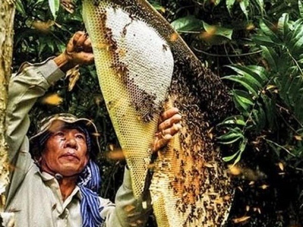 Mật ong rừng tràm U Minh Hạ