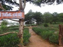 Đồi thông hai mộ tại Đà Lạt
