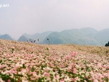 Cánh đồng hoa Tam Giác Mạch mùa lễ hội