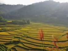 Pù Luông mùa lúa chín