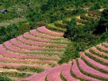 Hoa Tam Giác Mạch ở Hà Giang