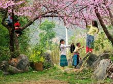 Thung lũng hoa tại Mai Châu