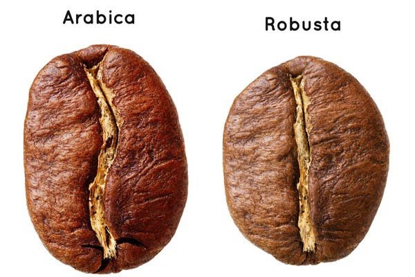 Cà phê Arabica và Robusta