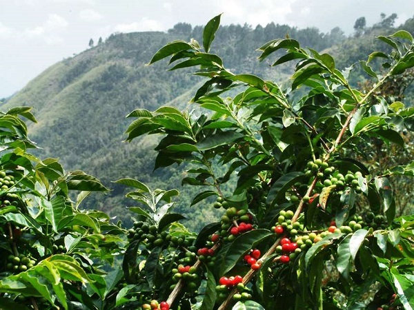 Cà phê Blue Mountain