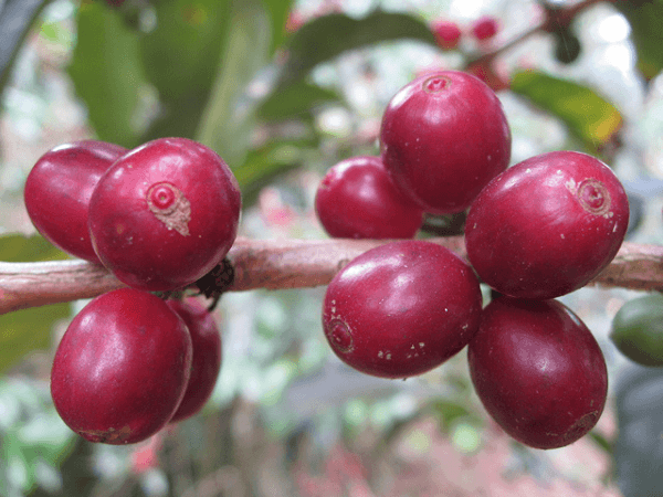 Cà phê Typica